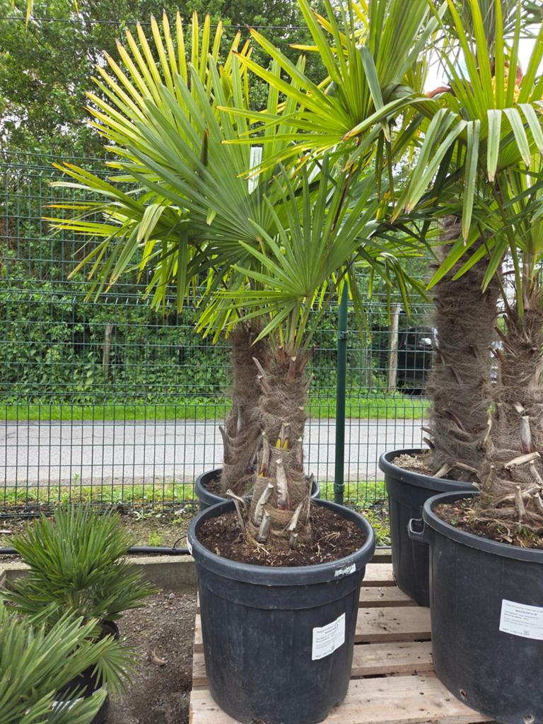 Winterharde palmboom Trachycarpus Fortunei, Tuin en Terras, Ophalen, Halfschaduw, Palmboom