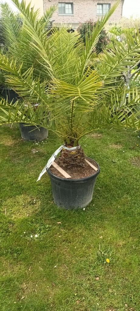 ‼️Phoenix canariensis aan promoprijzen ‼️, Tuin en Terras, Ophalen