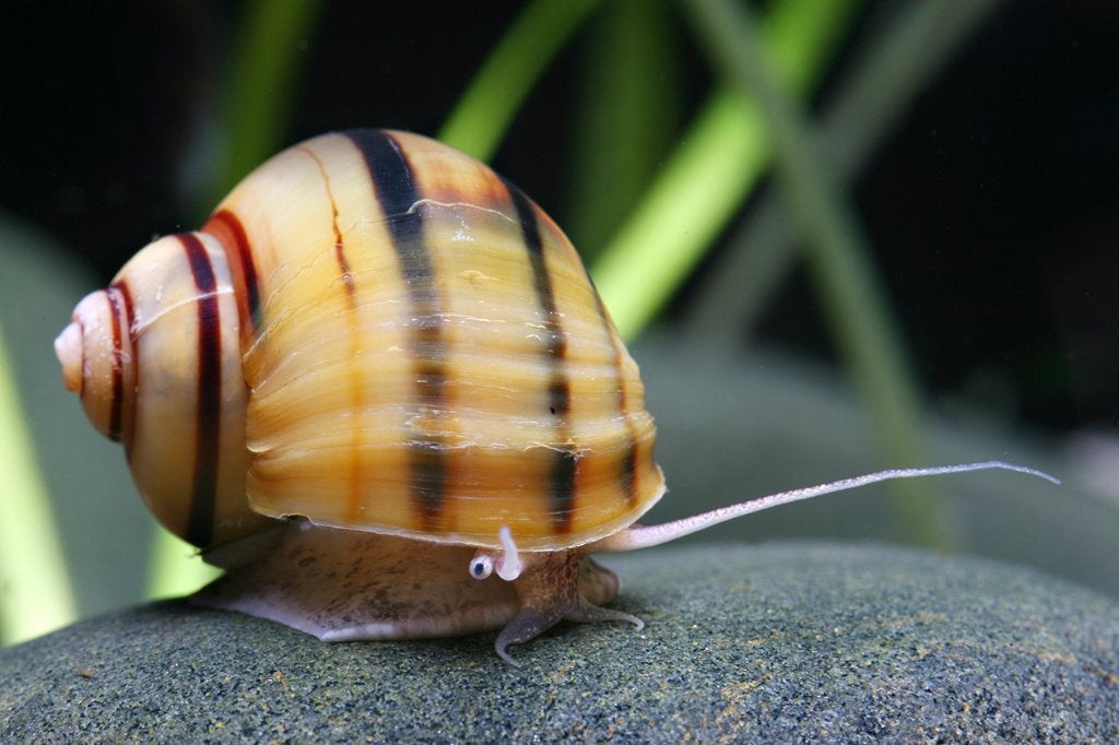 Appelslak, Dieren en Toebehoren, Slak of Weekdier, Zoetwatervis