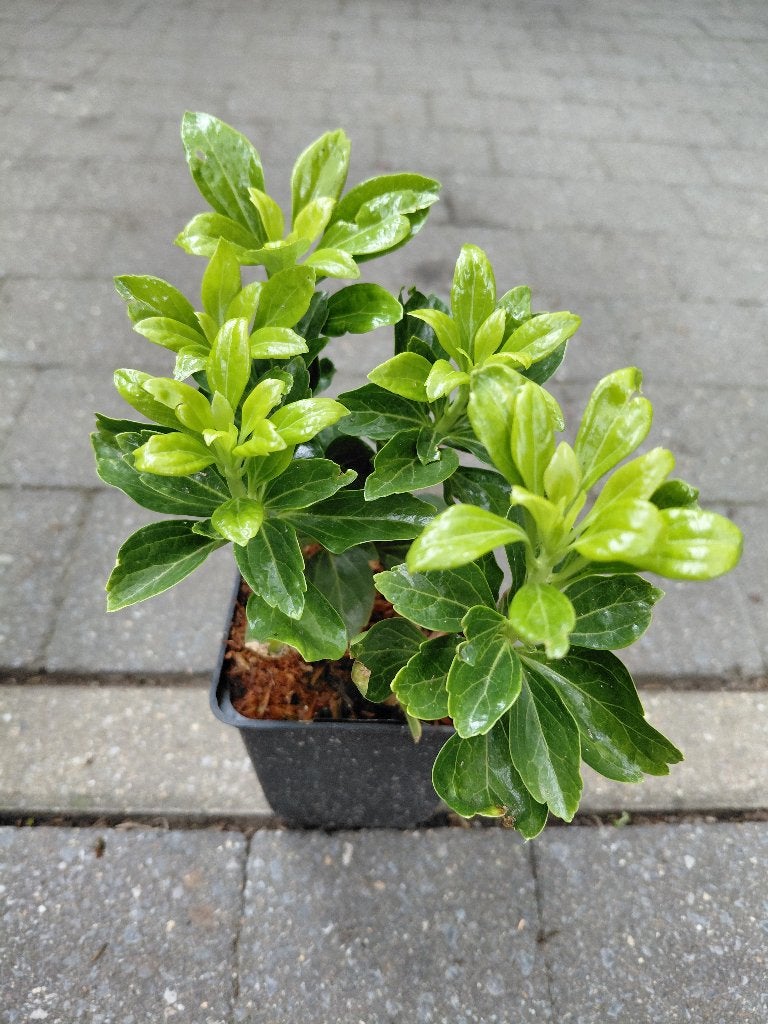 Pachysandra Terminalis, Tuin en Terras, Ophalen, Halfschaduw