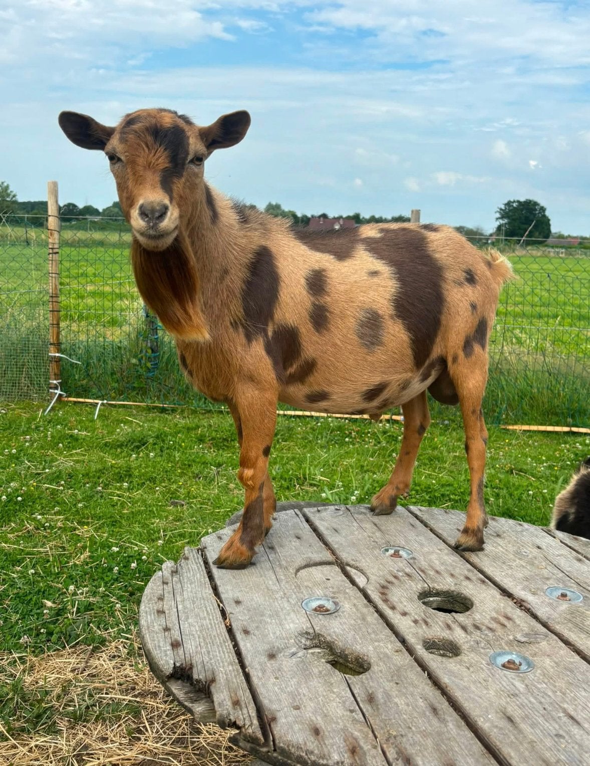Hoornloze maanvlek bok