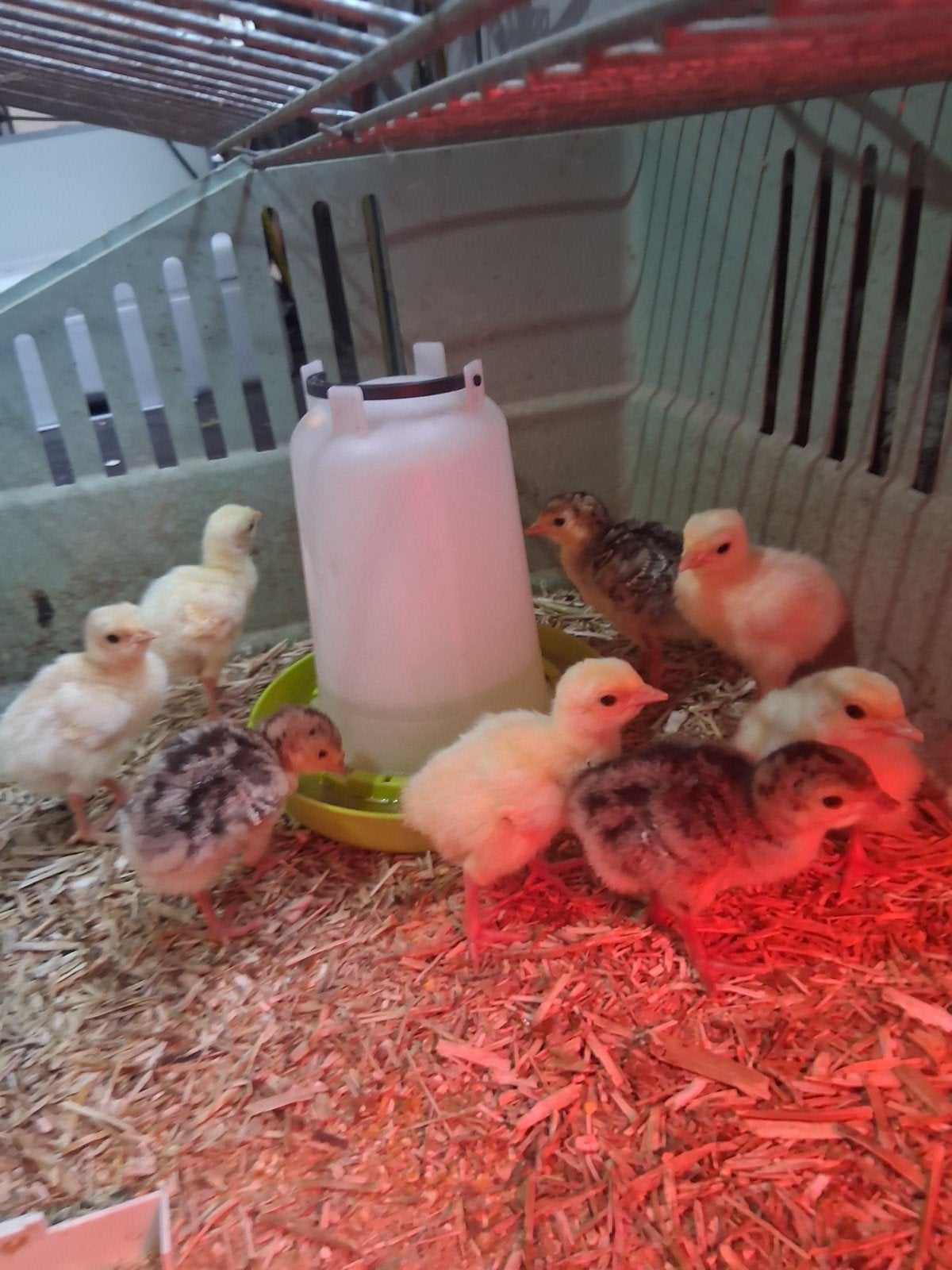 8 Kalkoenkuikens ronquieres x vleeskalkoen, Dieren en Toebehoren, Pluimvee, Geslacht onbekend, Kalkoen