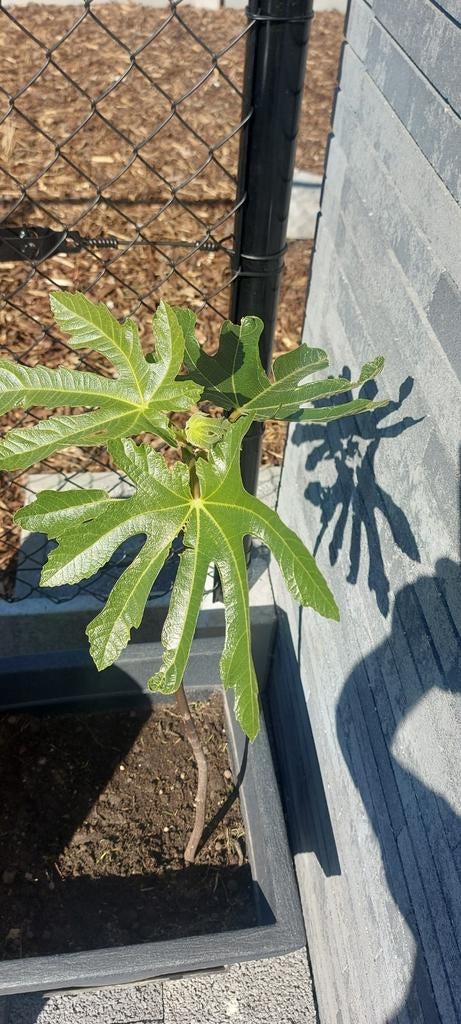 Figuier de 85 cm dans une jardinière., Enlèvement ou Envoi