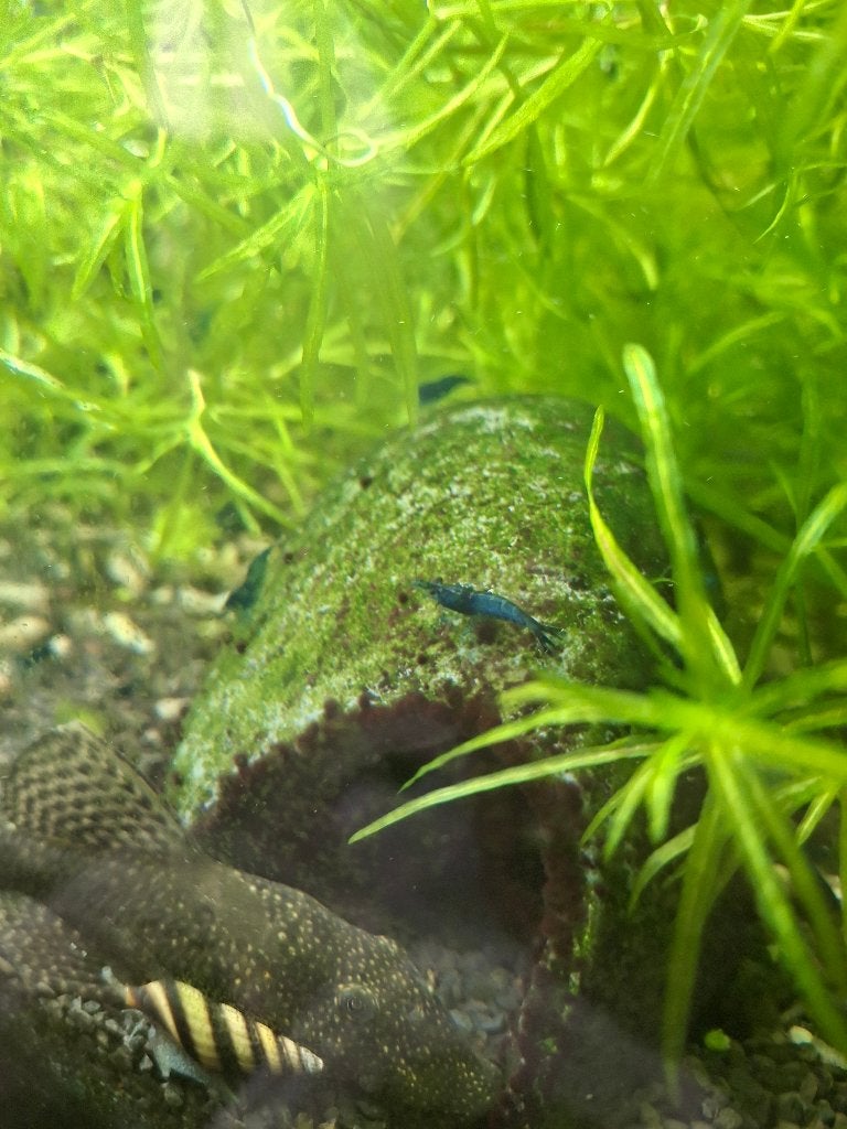 Blue Velvet Garnalen, Kreeft, Krab of Garnaal, Zoetwatervis, Schoolvis