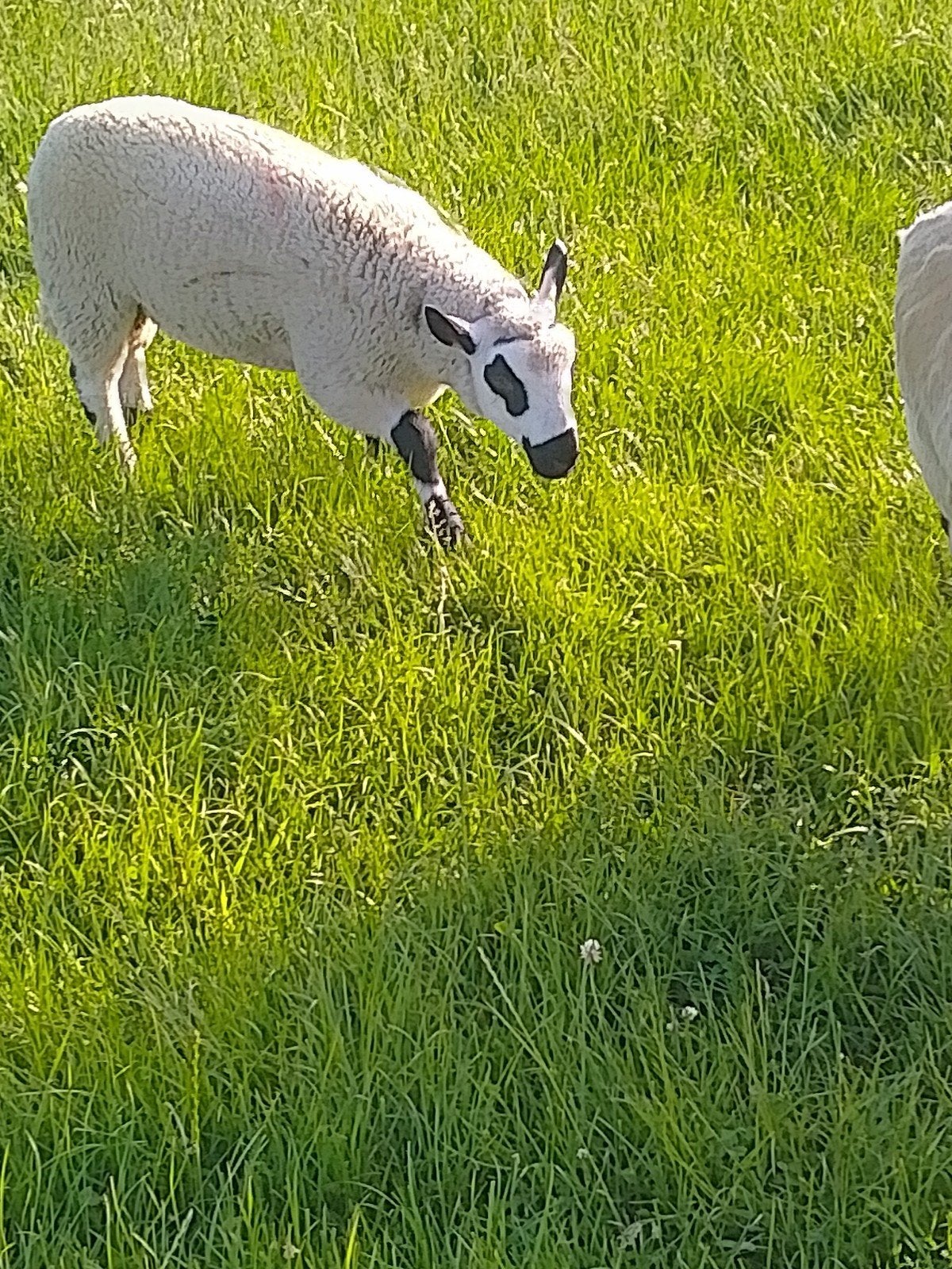 Kerry hill rammen, Animaux & Accessoires, Moutons, Chèvres & Cochons