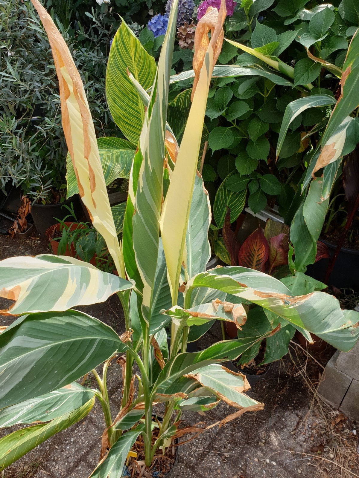 CANNA STUTTGART, Ophalen
