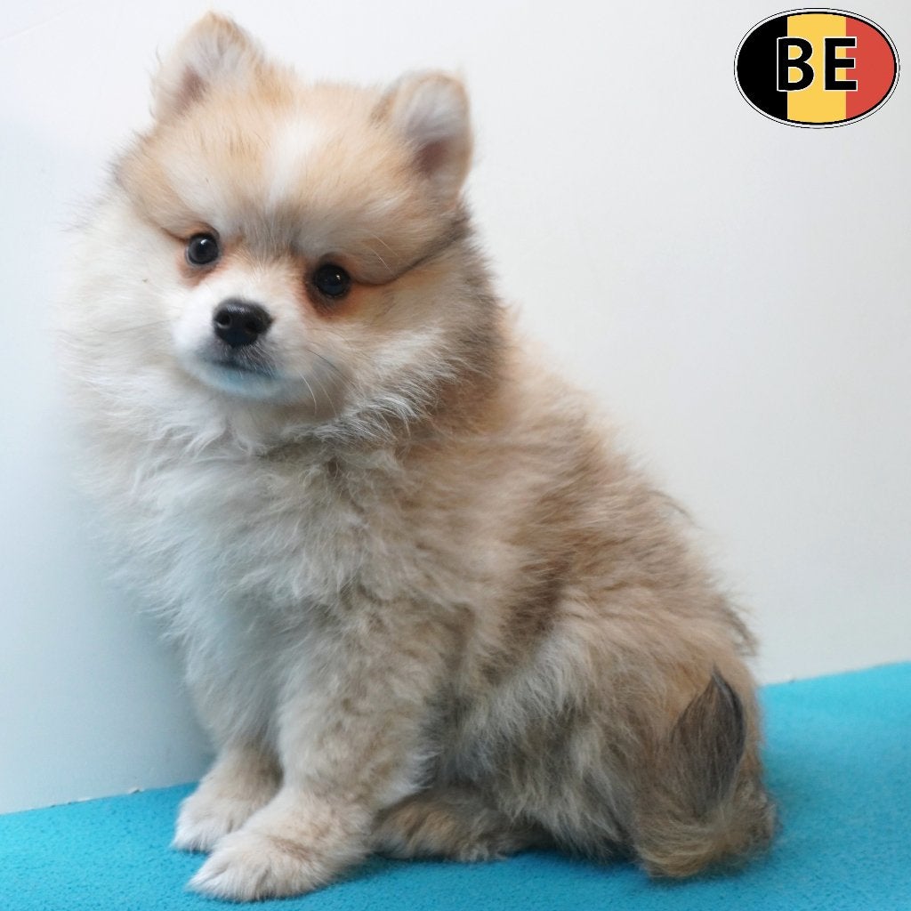 Kleine Kees, Belgische pups te koop (reutjes), Parvo, België, 8 tot 15 weken, Meerdere