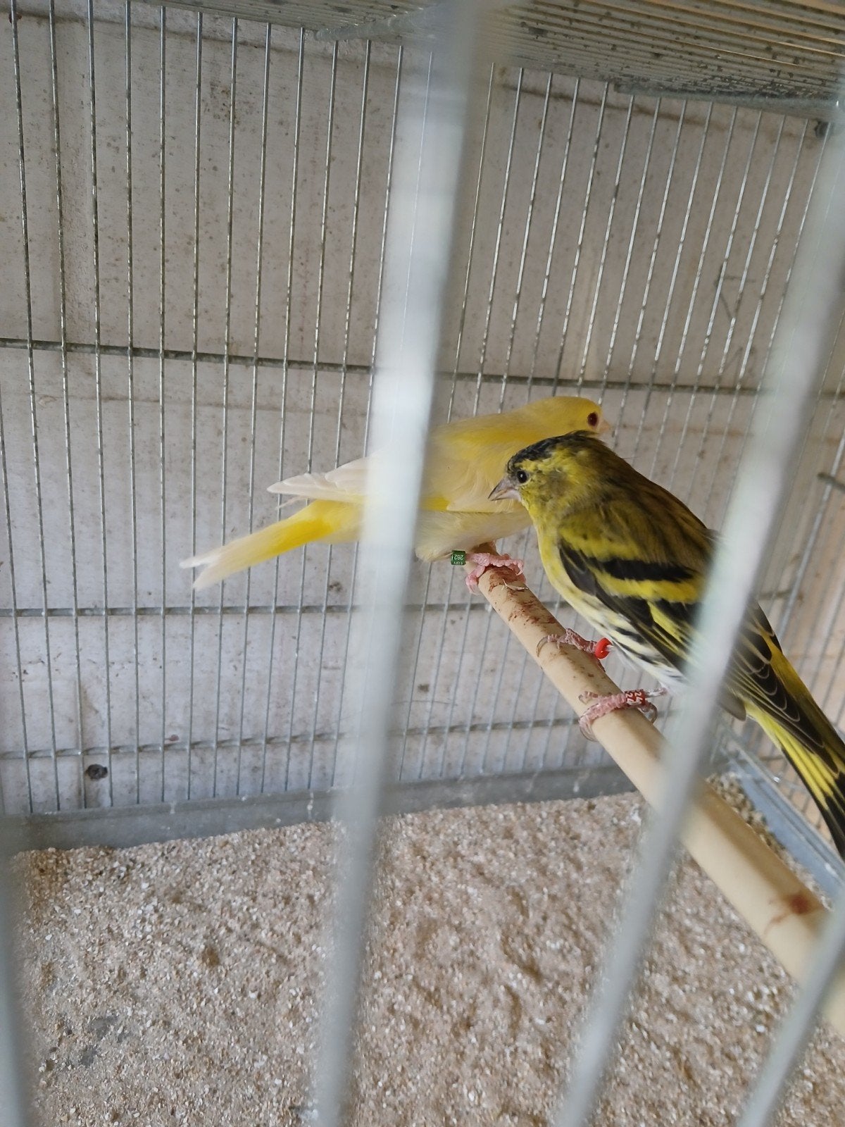 groenling van 26, Dieren en Toebehoren