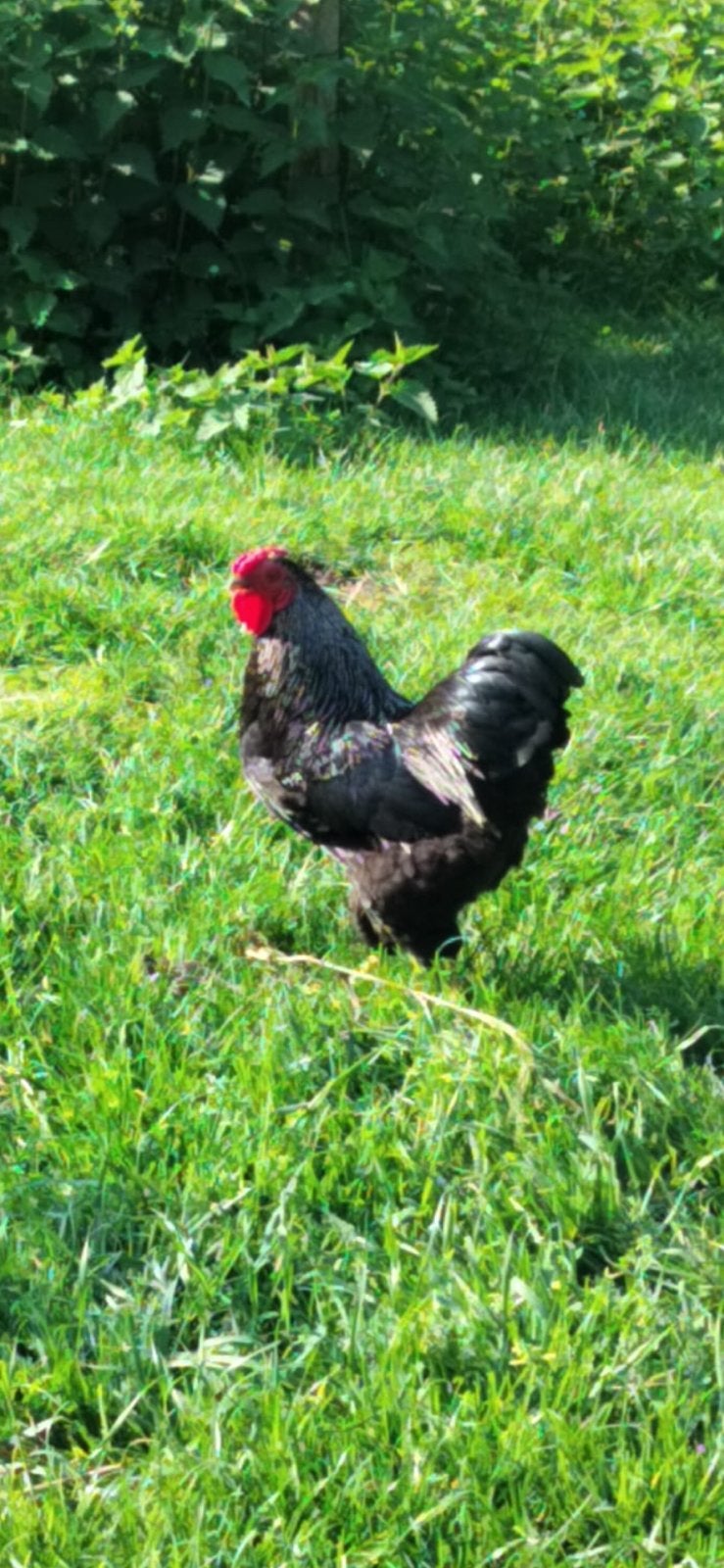 Wyandotte kriel haan, Dieren en Toebehoren, Pluimvee, Mannelijk, Kip