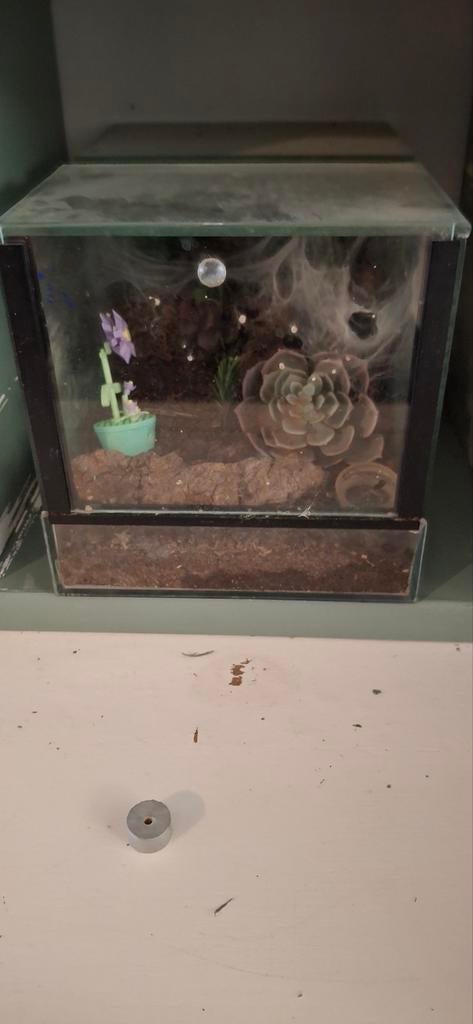 Balfouri met terrarium, Ophalen