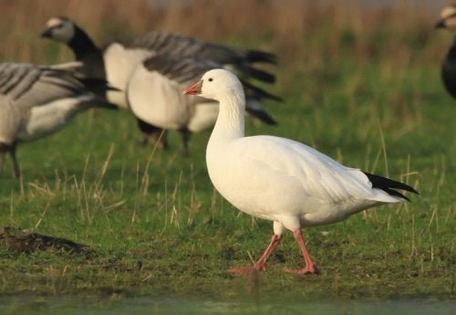 overjaarse rossgans hen gevraagd, Dieren en Toebehoren, Vrouwelijk, Gans of Zwaan