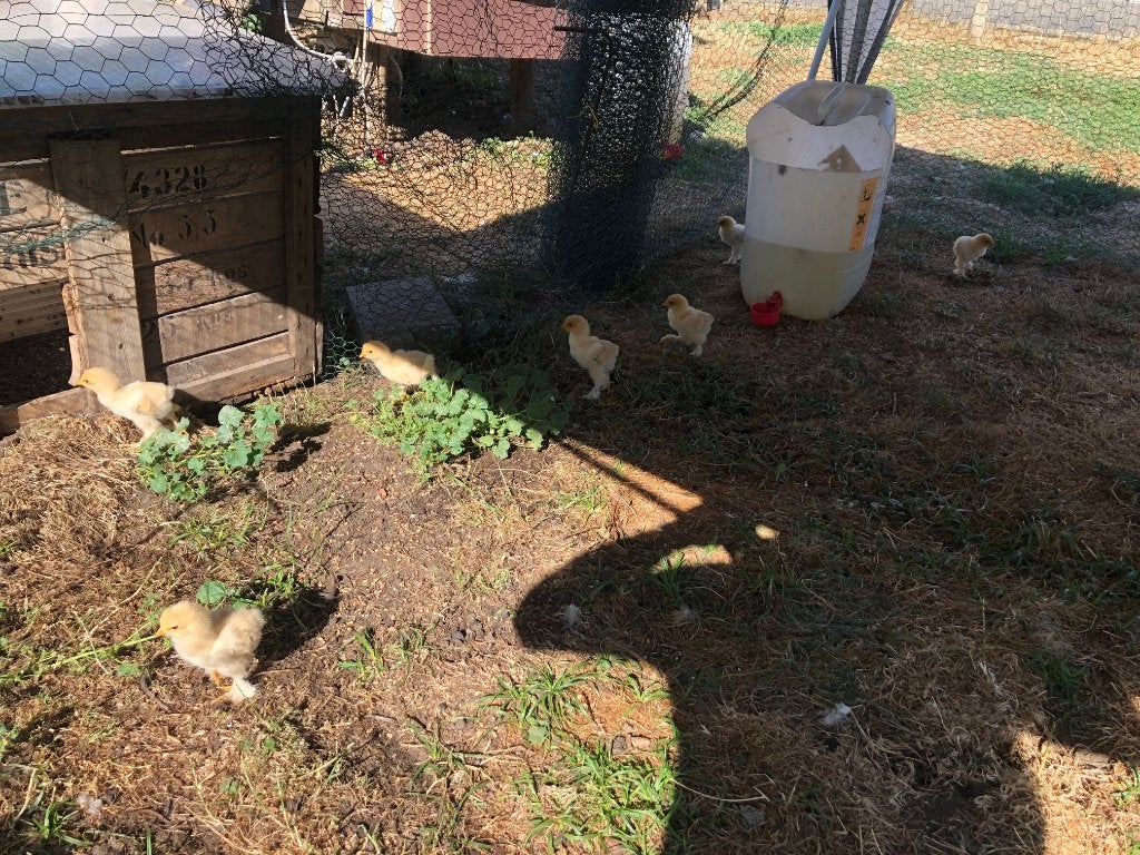 kuikens   brahma, Sexe inconnu, Poule ou poulet