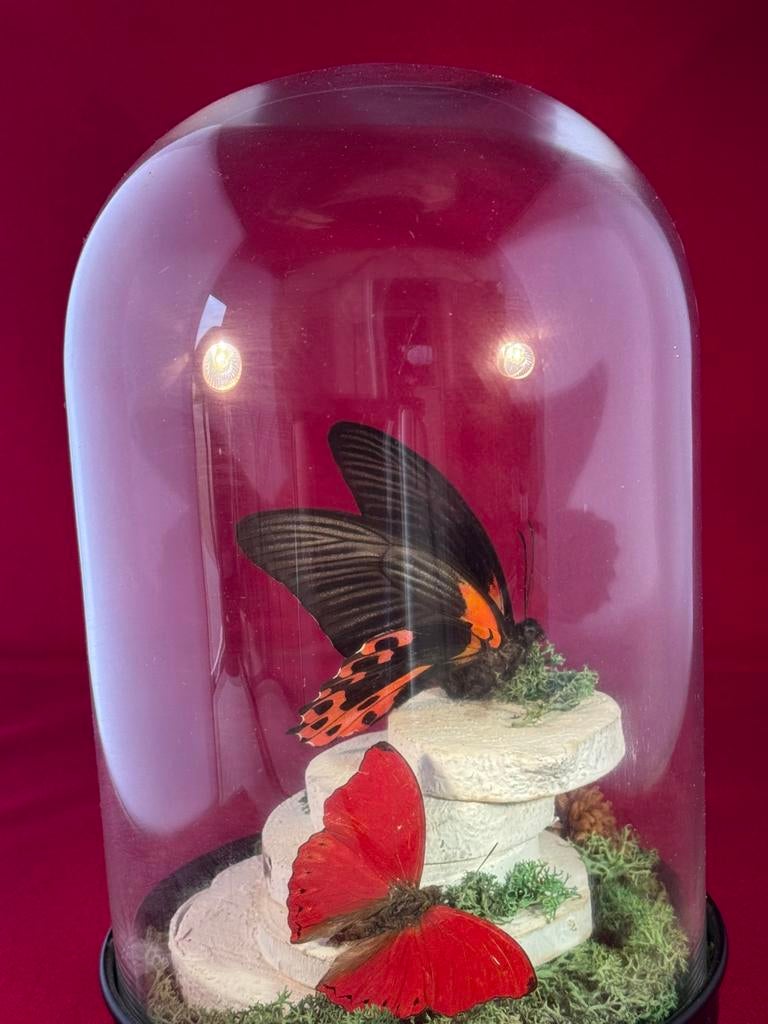 Vlinders in een glazen stolp/globe, Verzamelen, Ophalen, Zo goed als nieuw, Insect
