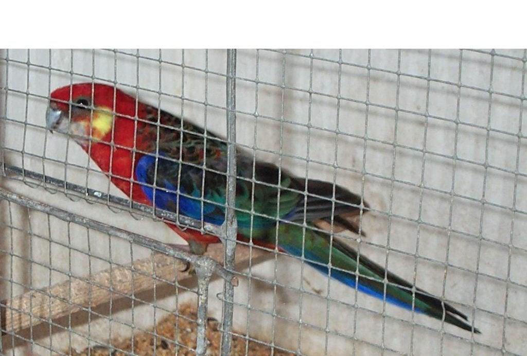 Stanley rosella kweekman 2023, Dieren en Toebehoren, Parkiet