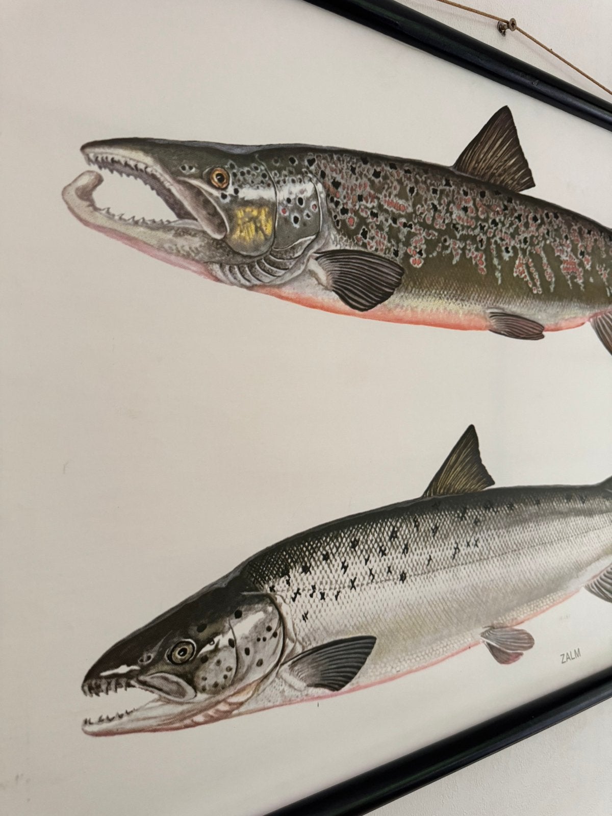 Schoolkaart Zalm, Sports nautiques & Bateaux, Pêche à la ligne | Poissons prédateurs, Enlèvement, Comme neuf