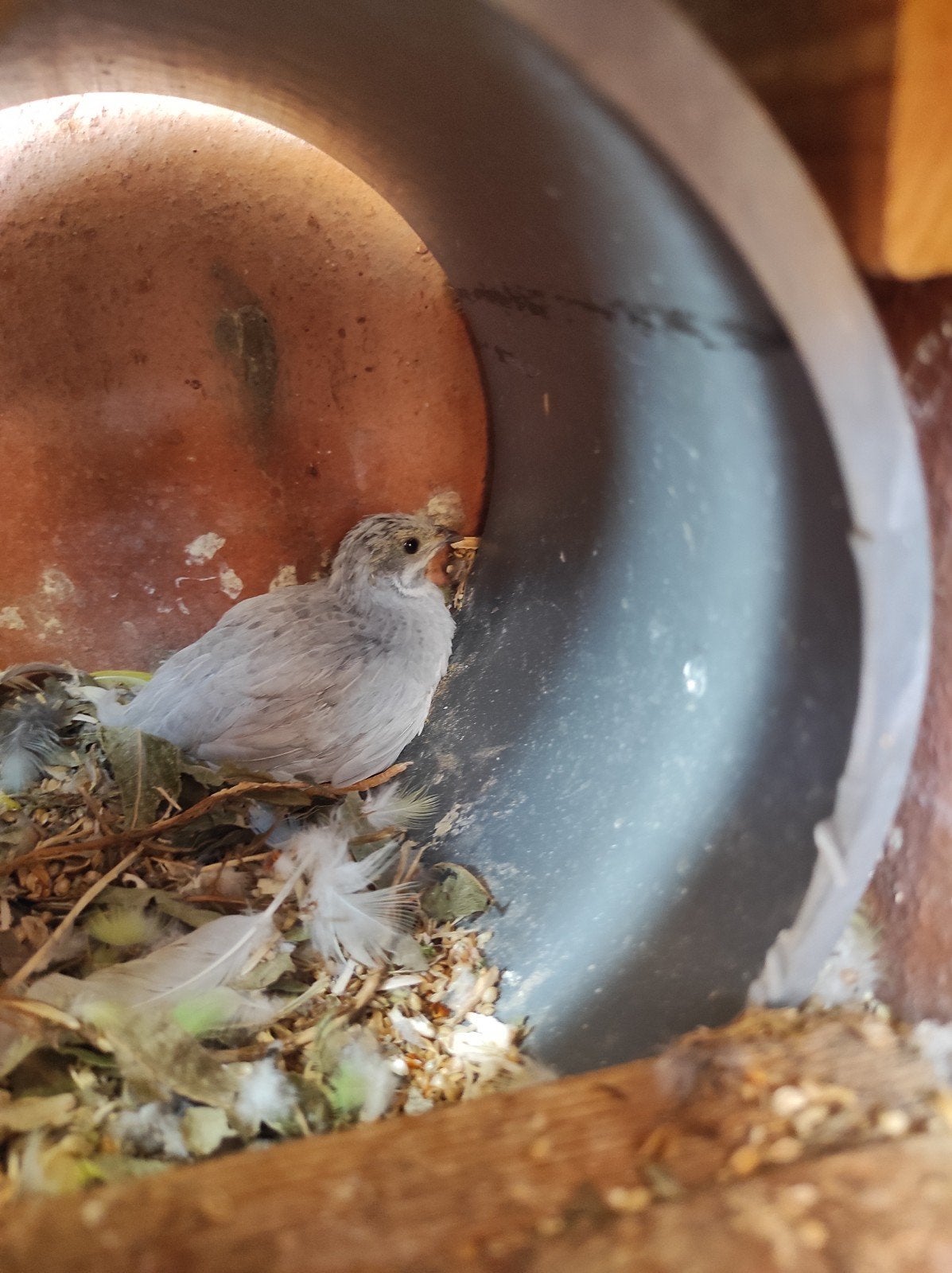 chinese dwergkwartels, Geslacht onbekend, Wildzangvogel, Tam
