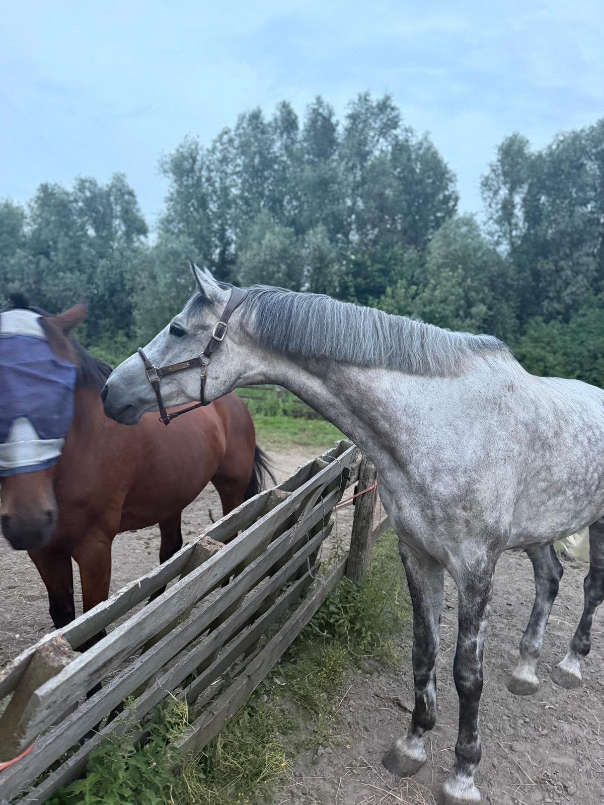 Granaat Z 1,80, Dieren en Toebehoren, Springpaard, Met stamboom, Ruin, Niet van toepassing