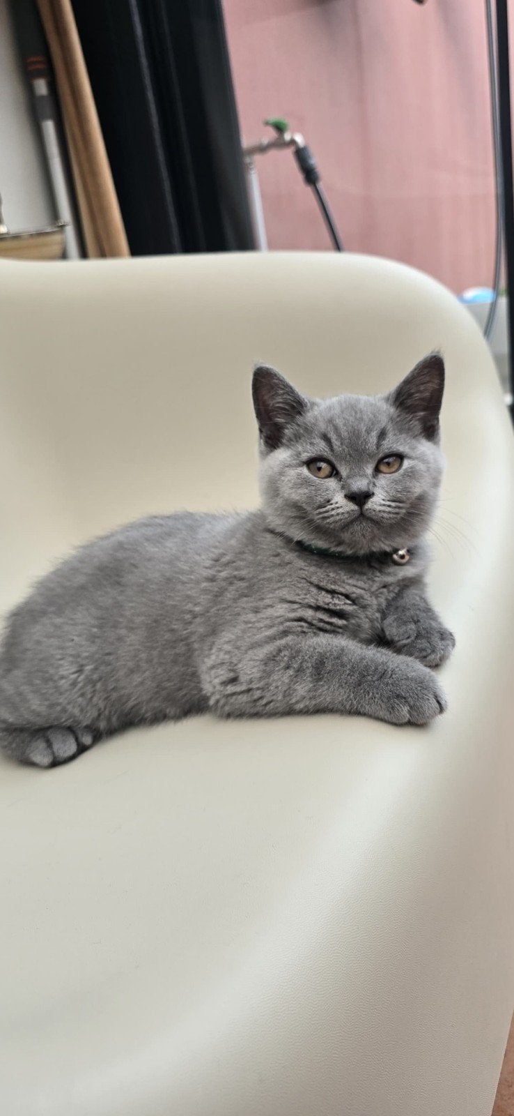 britsekorthaar kitten, Chat, Avec puce électronique, 0 à 2 ans