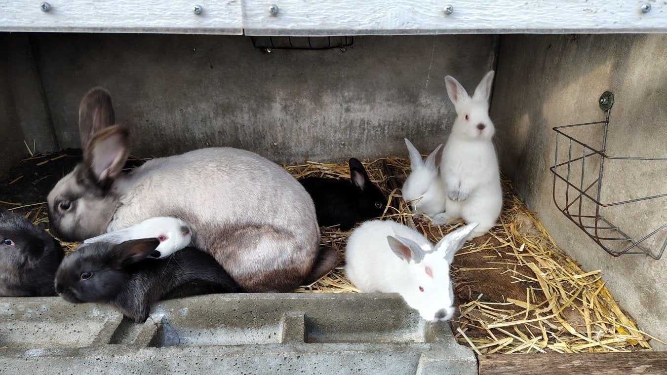 8 jeunes lapins +  femelle ( couleur Sallander), Animaux & Accessoires