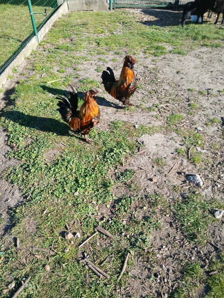 Gratis hanen, Dieren en Toebehoren, Mannelijk, Kip