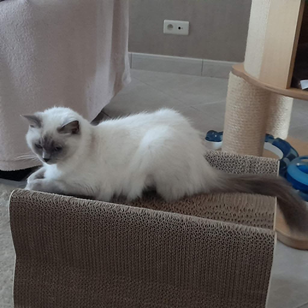 Ragdoll, Chatte ou Chat, Avec pedigree, 0 à 2 ans
