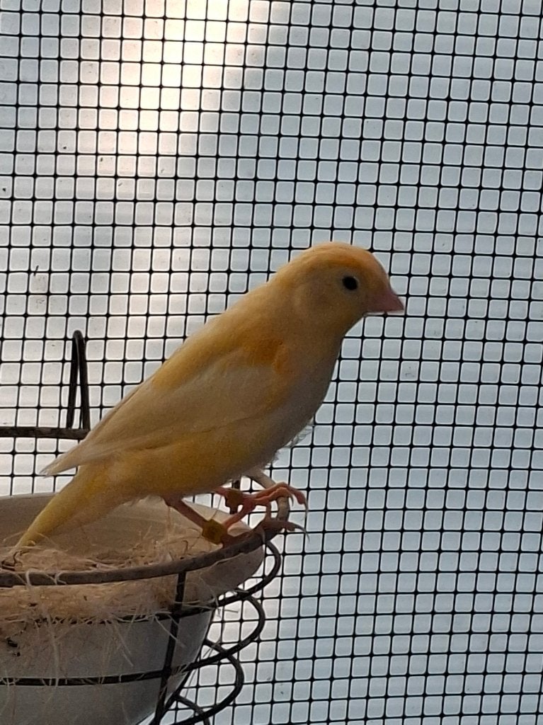Canaries, Animaux & Accessoires, Oiseaux | Canaris, Plusieurs animaux, Canari de couleur