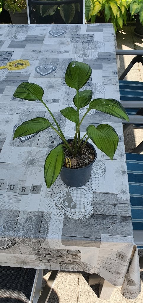 Hosta June Fever, Tuin en Terras, Volle zon, Vaste plant, Zomer, Ophalen