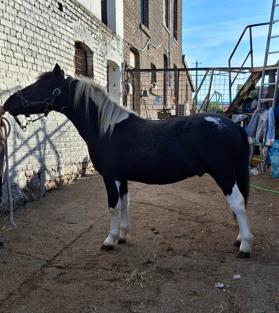 Poulain pie appaloosa, Étalon, Ne s'applique pas, Avec puce électronique, 0 à 2 ans