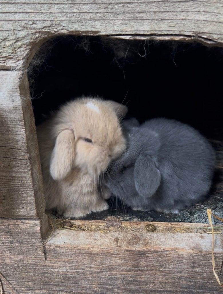 Geweldig lief en knap minilop konijntje, rammetje, Mâle, Petit, Oreilles tombantes, 0 à 2 ans