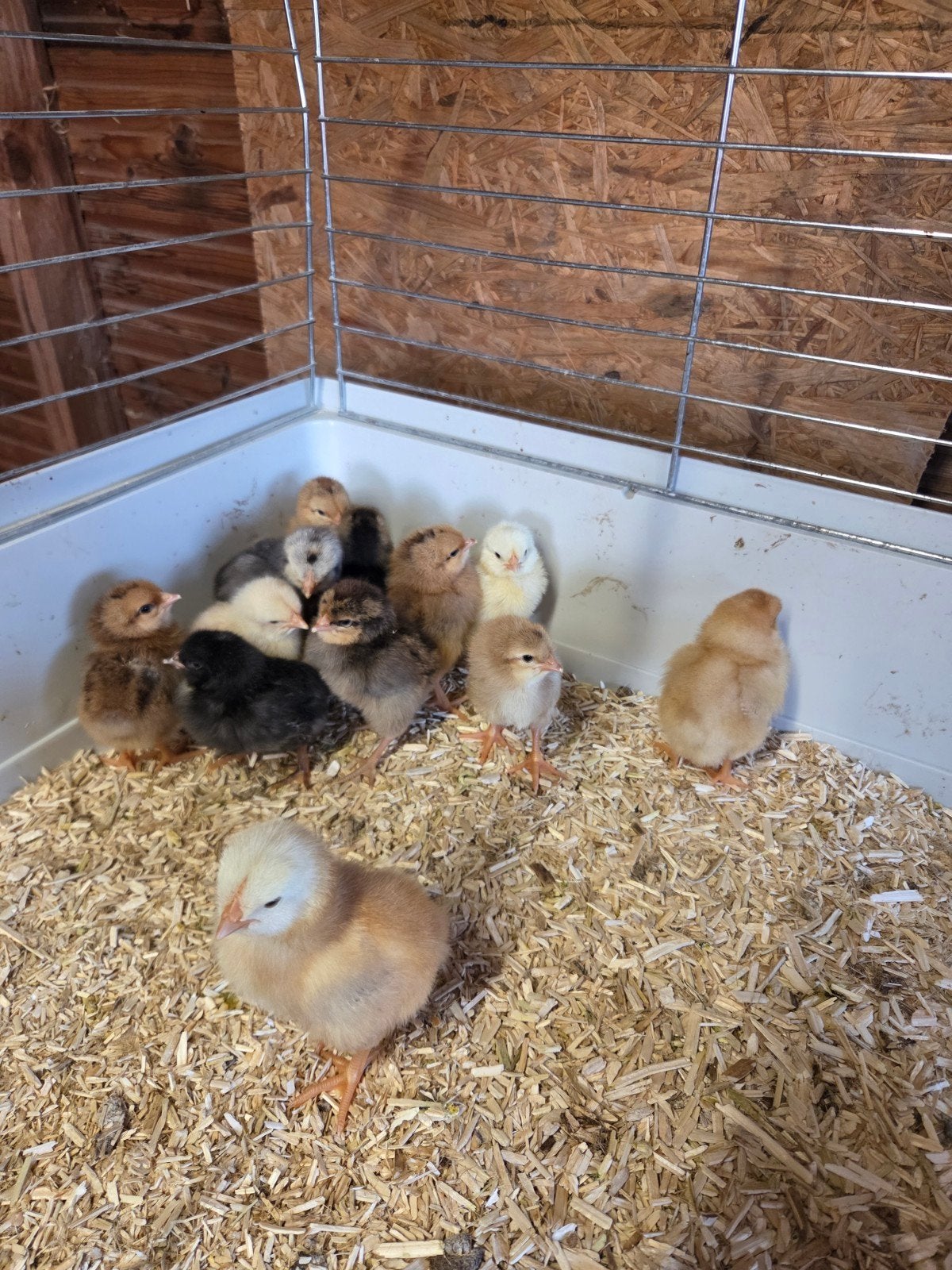 Brahma x legkip kuikens
