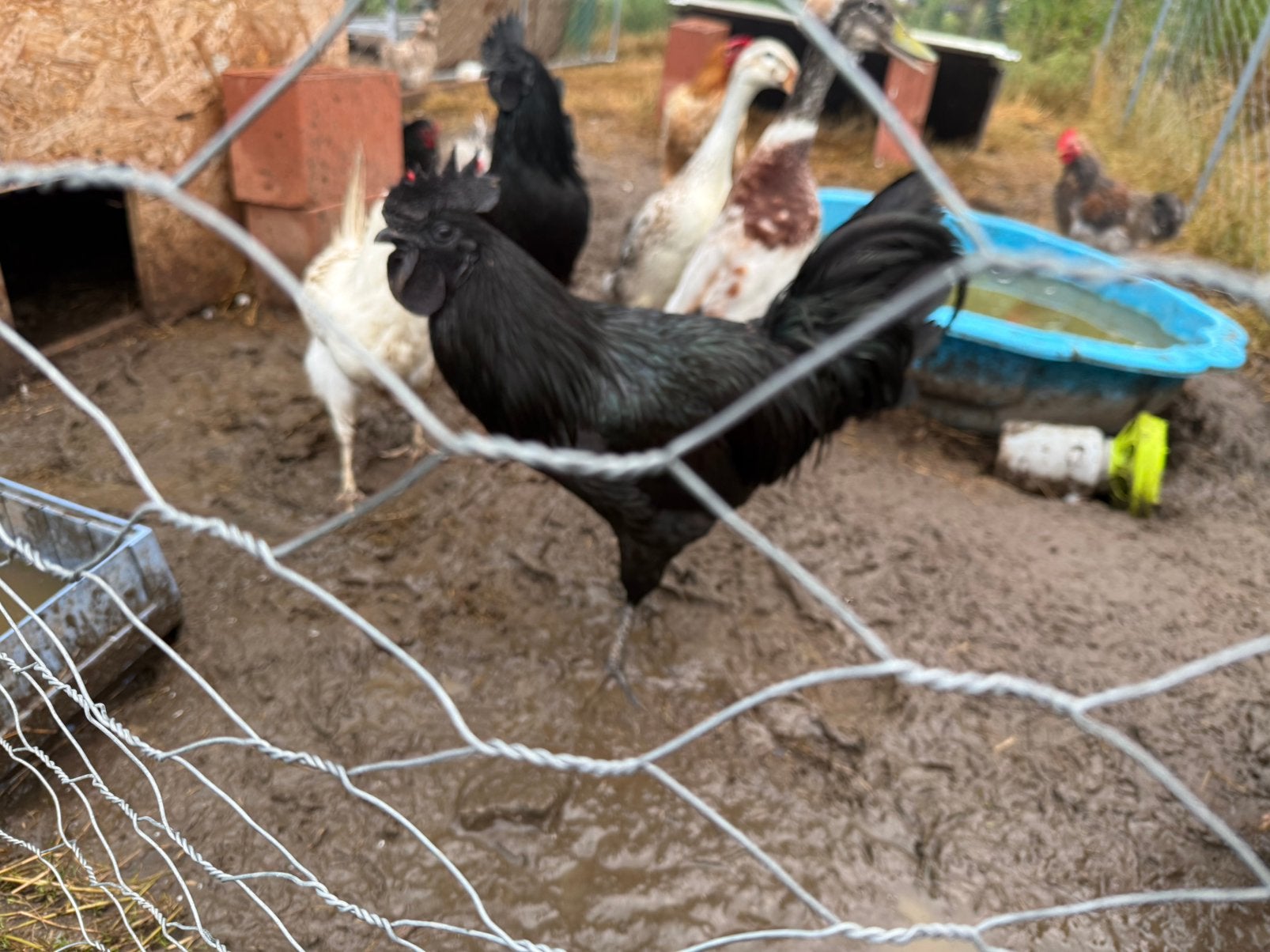 Ayam cemani hanen, Dieren en Toebehoren, Pluimvee