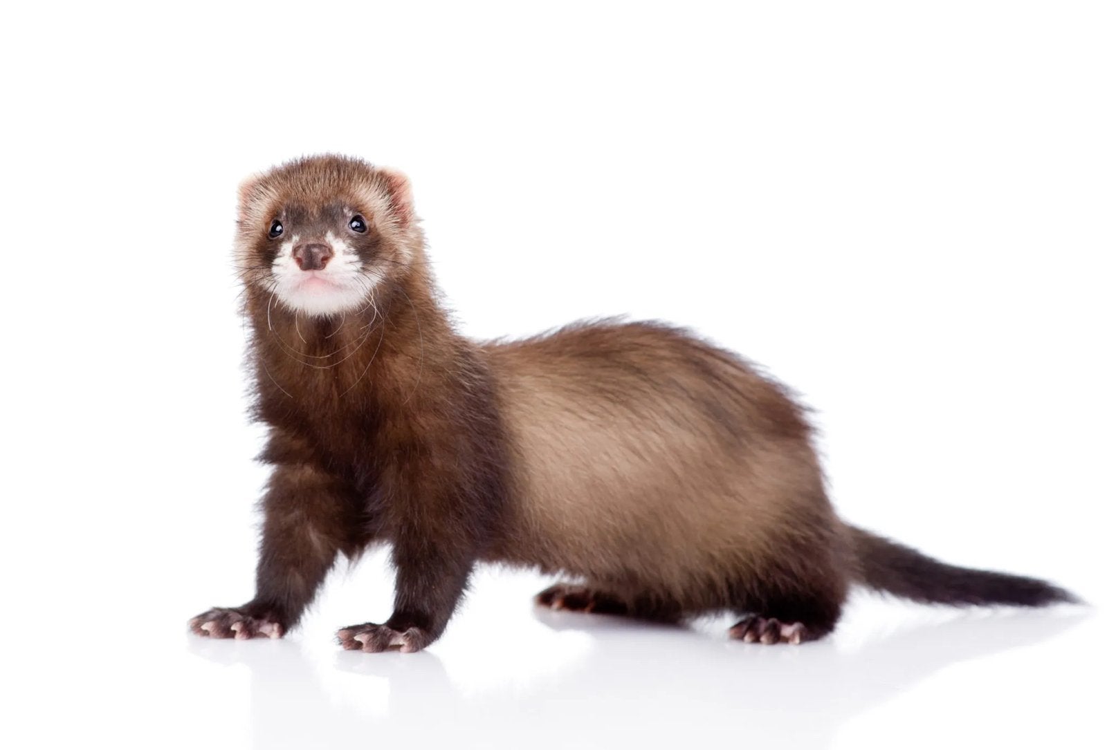 Recherche jeune furet a donner ou a petit prix, Animaux & Accessoires, Autres accessoires pour animaux, Enlèvement, Neuf