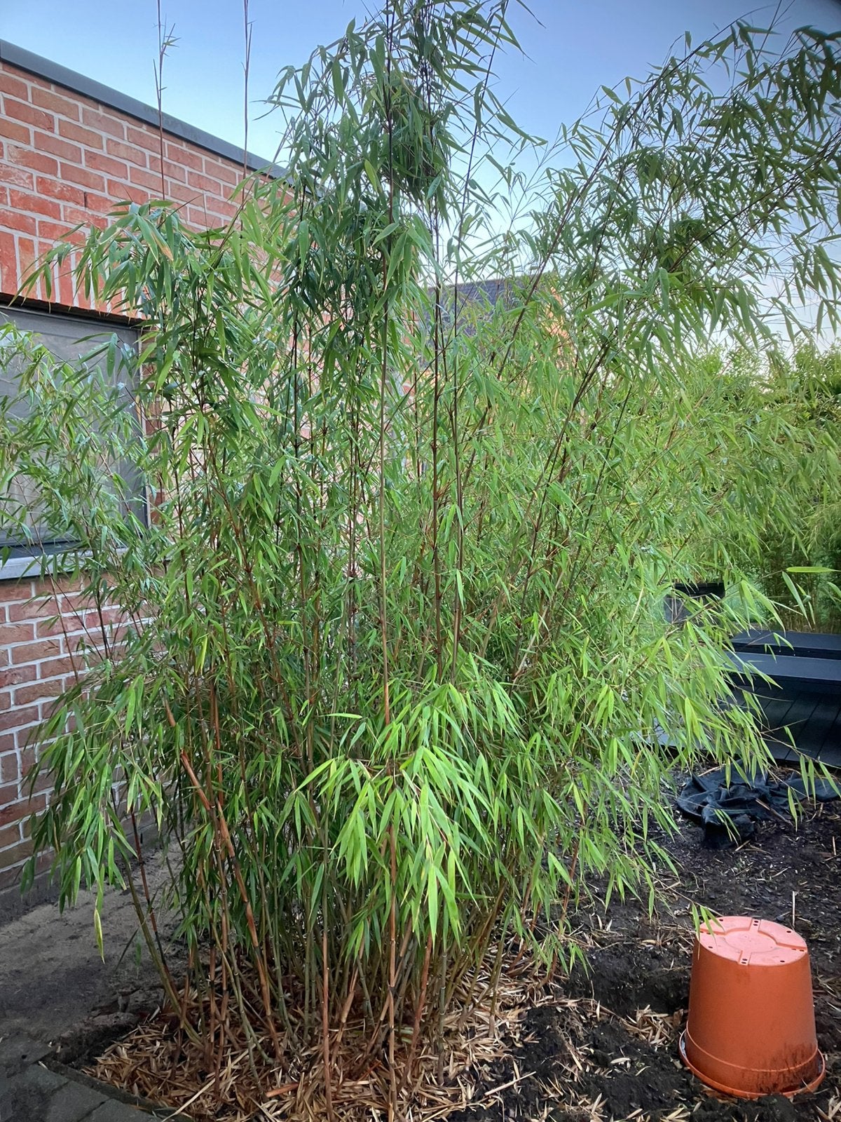Bambou non envahissant Fargesia Scabrida, Jardin & Terrasse, Plantes | Jardin, Enlèvement, Plante fixe, Autres espèces