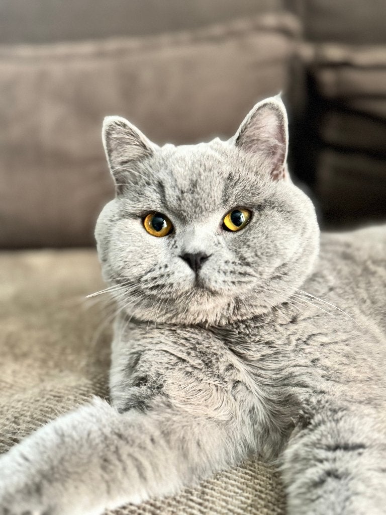 Britse korthaar, 0 à 2 ans