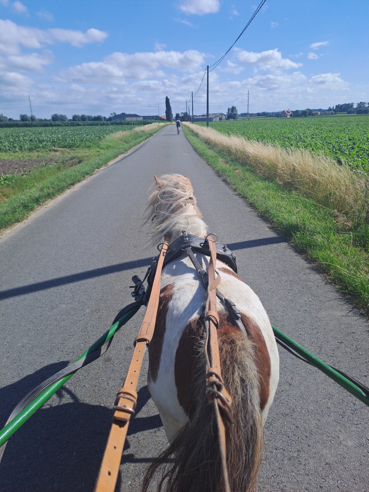Gezocht b ponytje, B