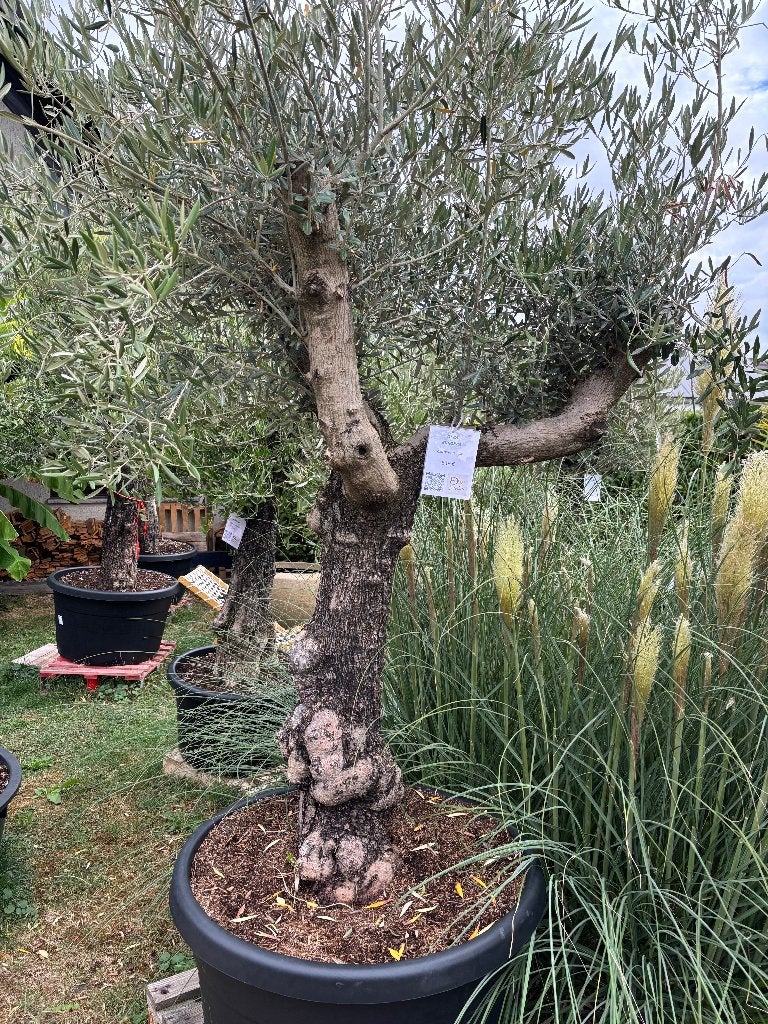 plantes, Jardin & Terrasse, Plantes | Jardin, Autres espèces, Automne, Plein soleil, Enlèvement