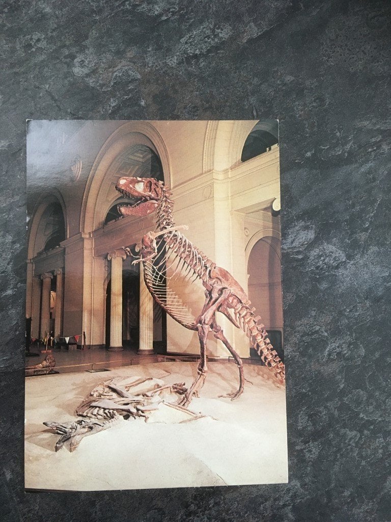 carte postale Gorgosaurus - dinosaure, Enlèvement ou Envoi