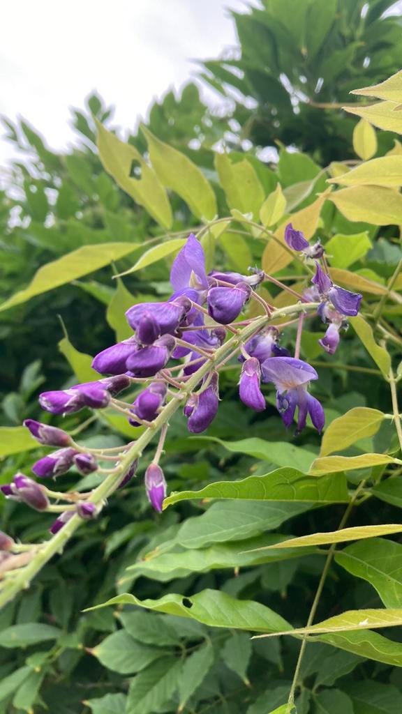 Blauwe regen, Ophalen