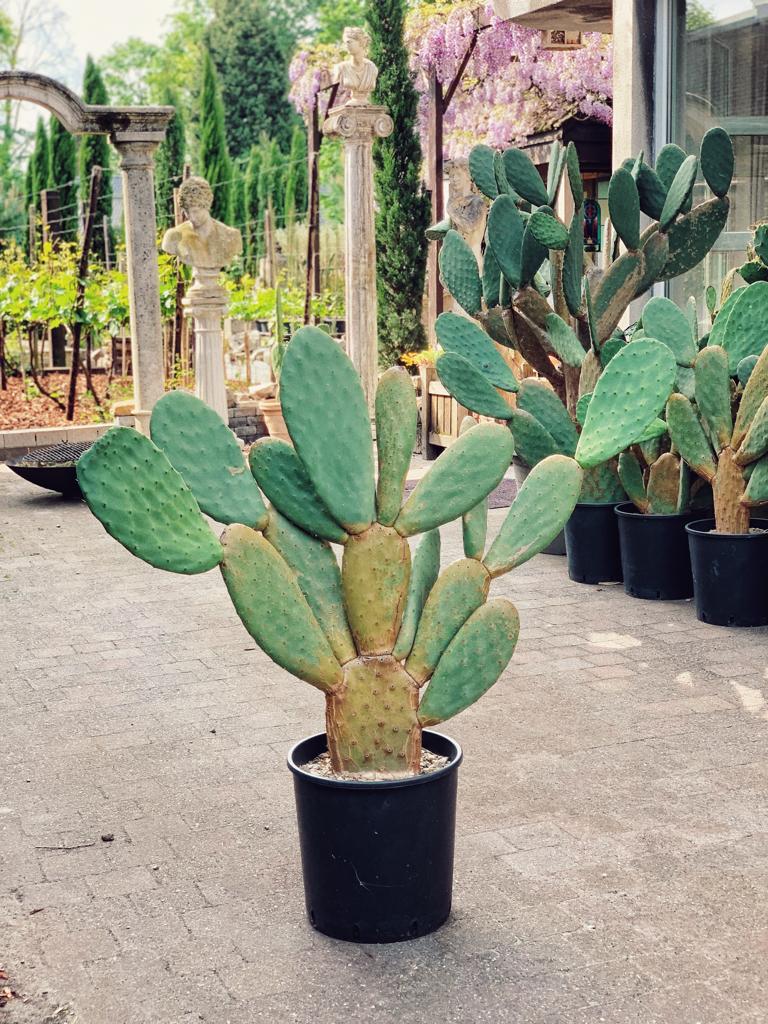 Cactussen (opuntia ficus indica), Tuin en Terras, Ophalen