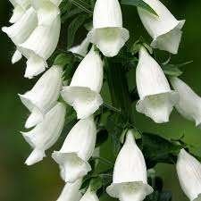 Digitalis Alba met extra korting, Ophalen, Halfschaduw