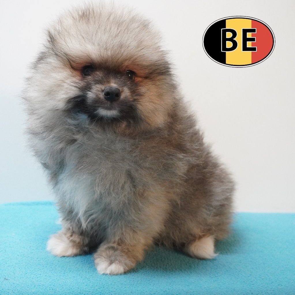 Chiots Spitz mâles au caractère pétillant à vendre, Animaux & Accessoires, 15 semaines à 1 an, Commerçant, Loulou, Chien (mâle)