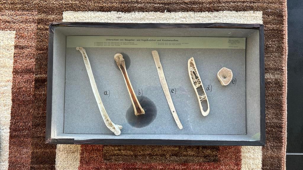 Antieke anatomische spécimen verschil botten Heinrich Sander, Huis en Inrichting, Ophalen, Zo goed als nieuw