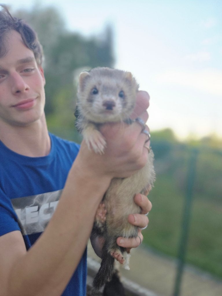 frettenrammetje 12 weken oud super tam, Dieren en Toebehoren, Knaagdieren, Fret, Mannelijk, Mei, Tam