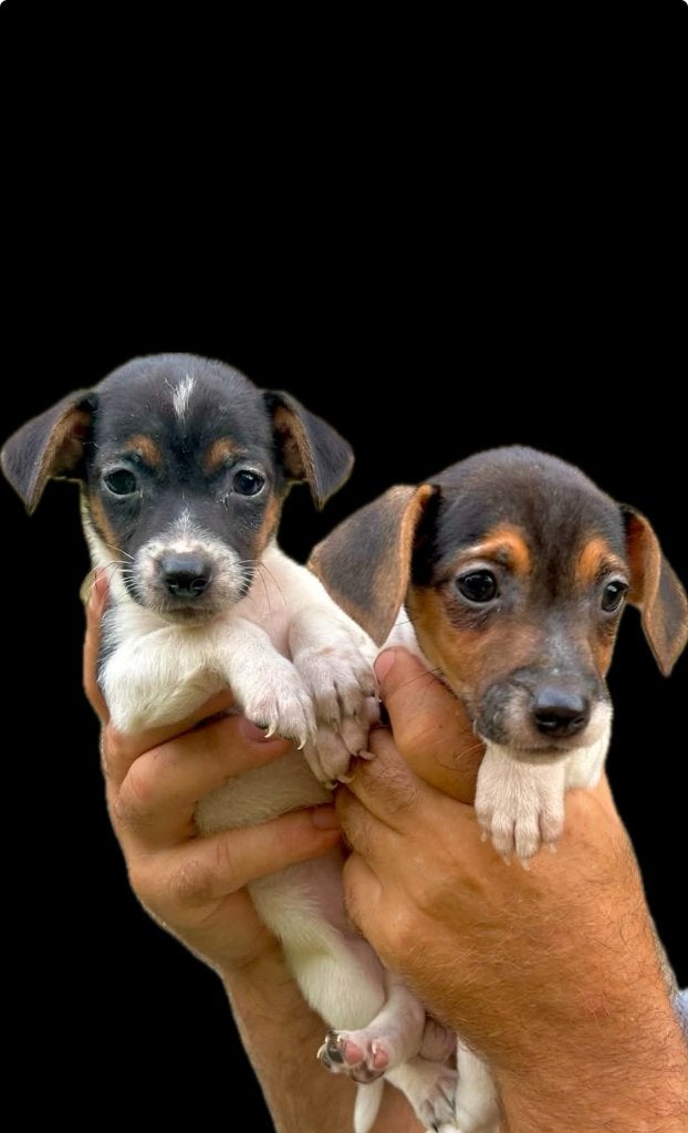 Tricolor Jack.russel Pupjes kortpotige, CDV (hondenziekte), België, Fokker | Hobbymatig, Jack Russell Terriër