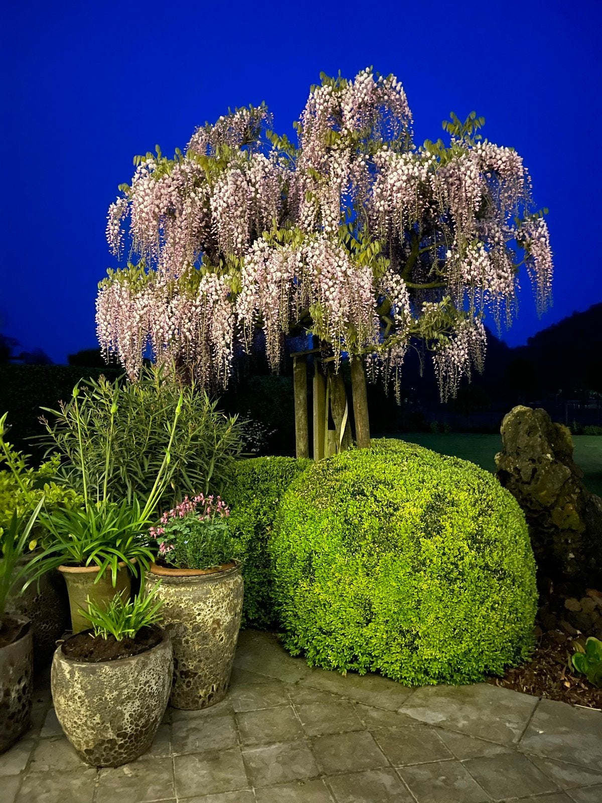 Prachtige volwassen roze Wisteria / blauwe regen op stam, Arbre à bulbes, Plein soleil, Enlèvement, 250 à 400 cm