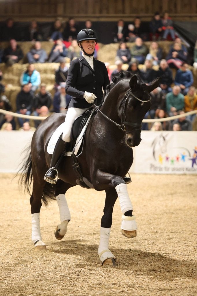DRESSUURPAARDEN T/M GRAND PRIX FOR SALE, Dieren en Toebehoren, Paarden, Met stamboom, Niet van toepassing, Dressuurpaard, Hengst