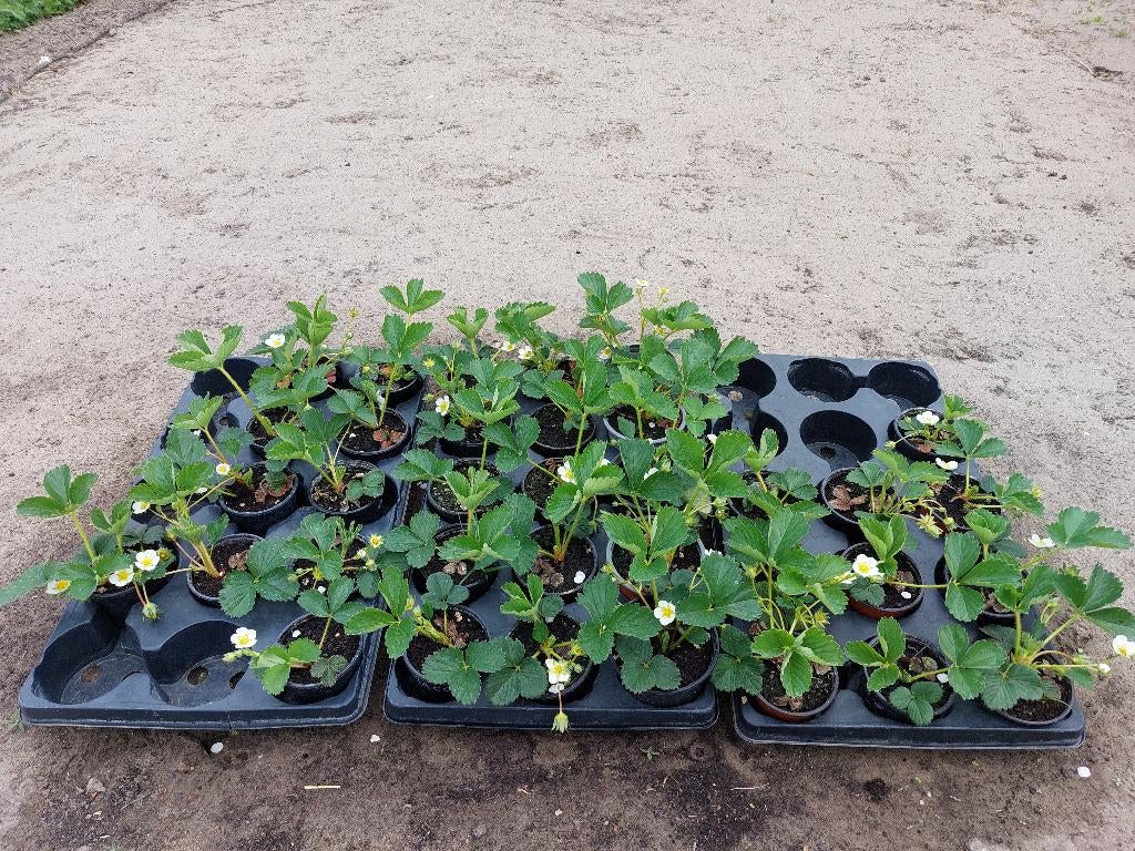 Aardbeiplantjes, Tuin en Terras, Kweekspullen, Ophalen, Nieuw, Kweektafel