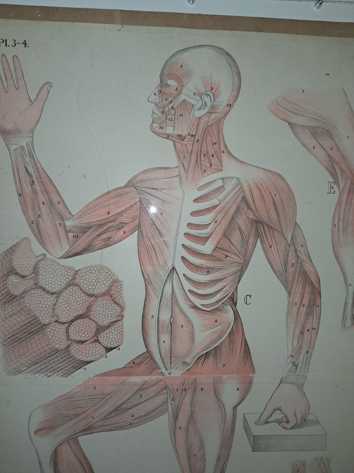 Twee grote anatomische posters, Ophalen