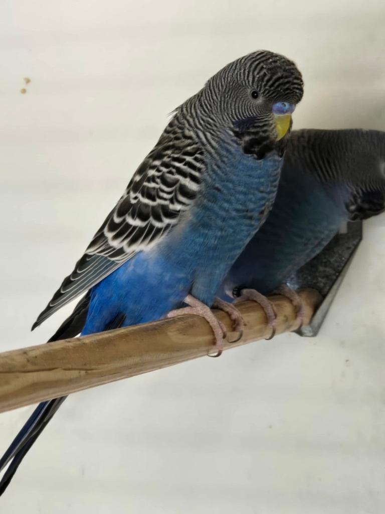 Blackface x blackface opaline, Dieren en Toebehoren, Geringd