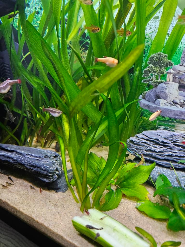 Vallisneria planten aquarium, Dieren en Toebehoren, Ophalen